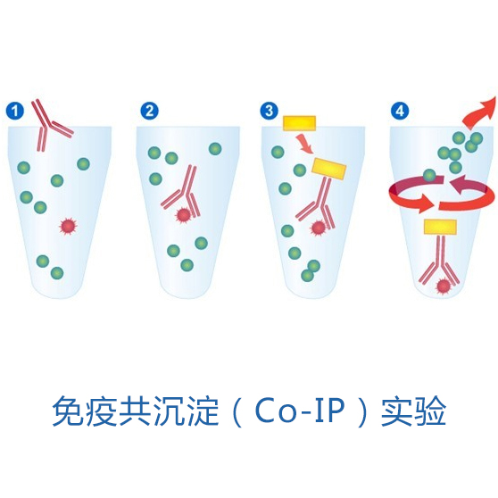 免疫共沉淀（Co-IP）實(shí)驗(yàn)