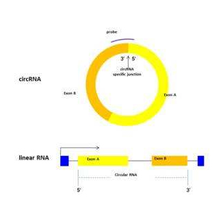 環(huán)狀RNA芯片定制檢測(cè)服務(wù)