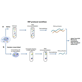 RNA結(jié)合蛋白免疫沉淀（RIP）實(shí)驗(yàn)代做
